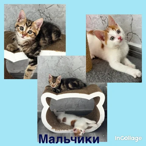 Щенки в добрые руки - Куры в Краснодар