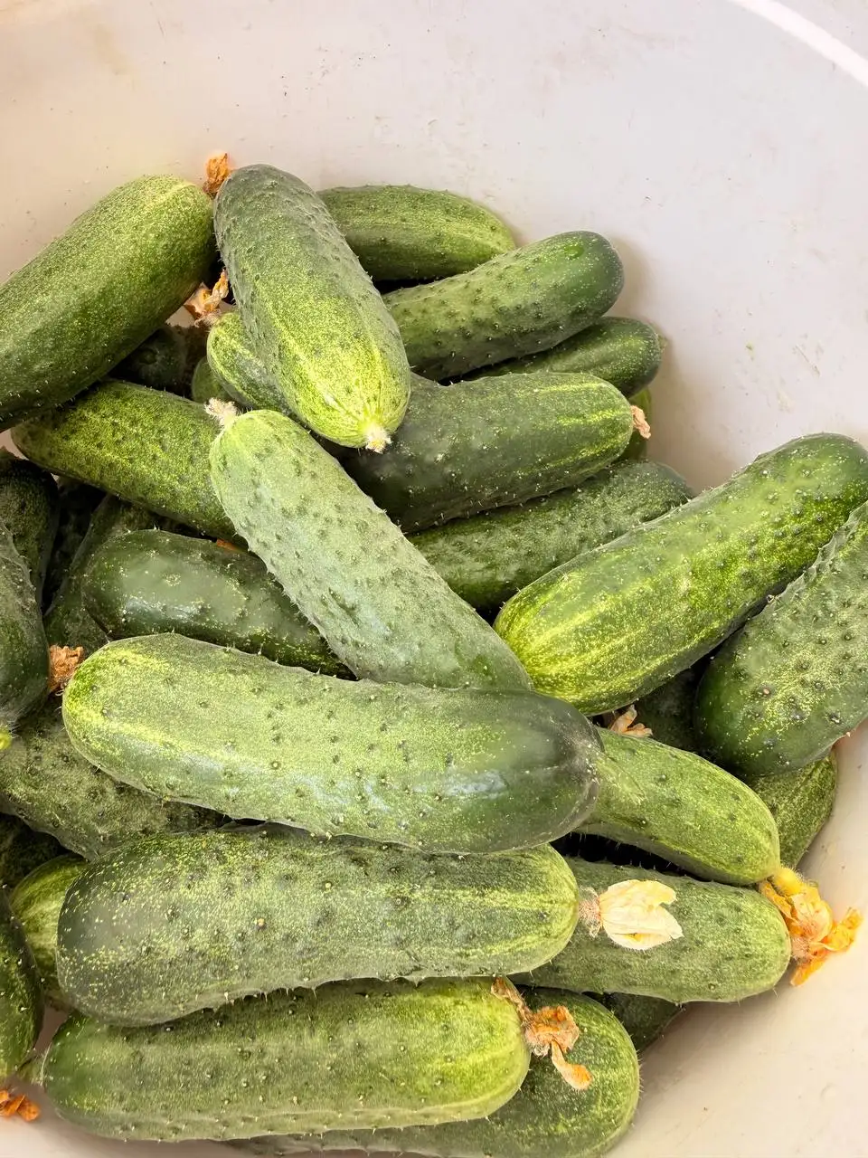Свежие огурцы и черри - Овощи и фрукты (Продукты питания) в Краснодар