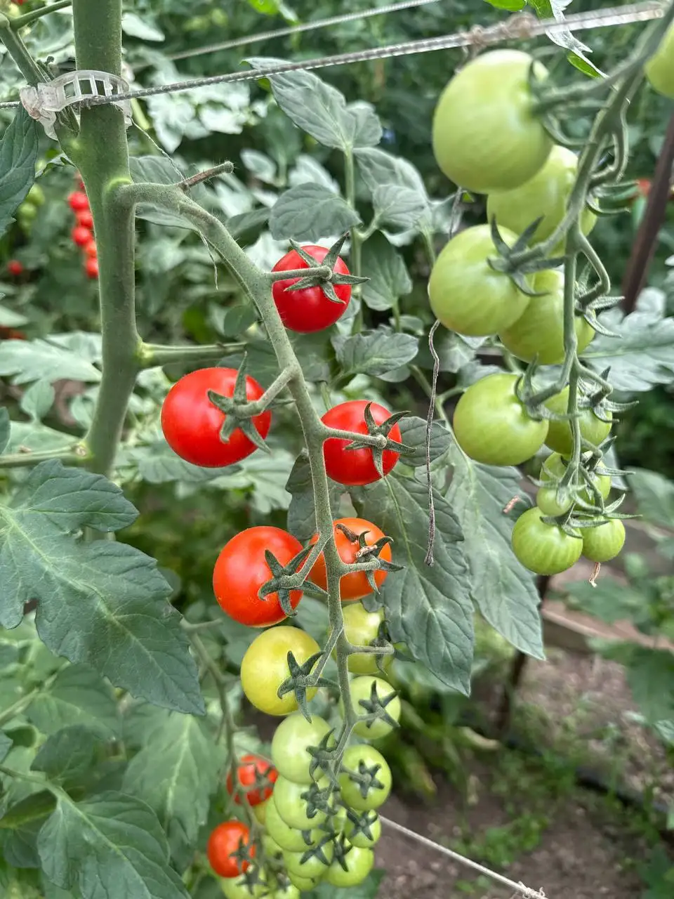 Свежие огурцы и черри - Овощи и фрукты (Продукты питания) в Краснодар