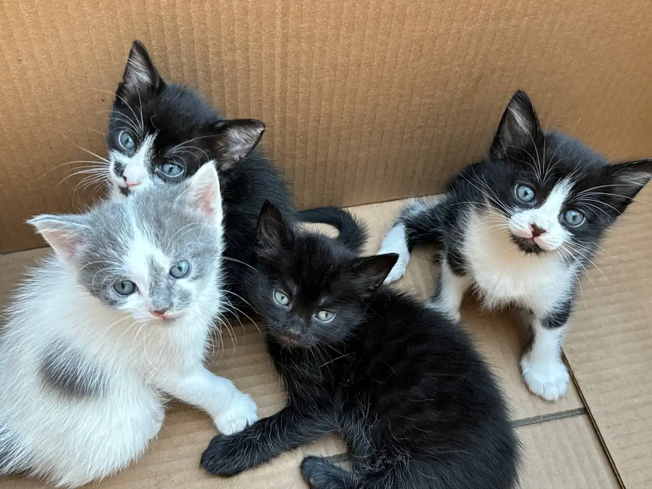 Котята в добрые руки - Животные в Краснодар