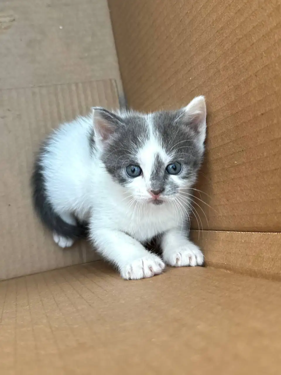 Котята в добрые руки - Животные в Краснодар