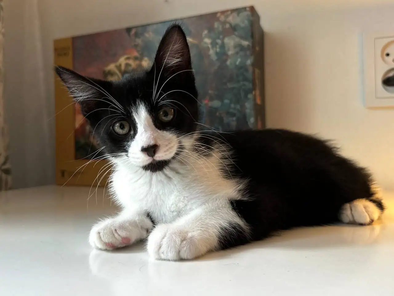 Отдам котят в добрые руки - Кошки (Животные) в Краснодар