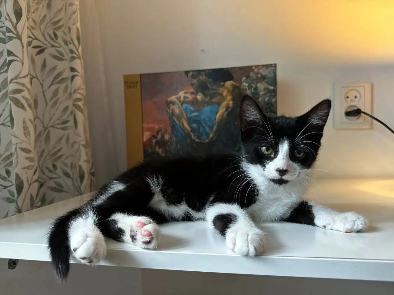 Отдам котят в добрые руки - Кошки (Животные) в Краснодар
