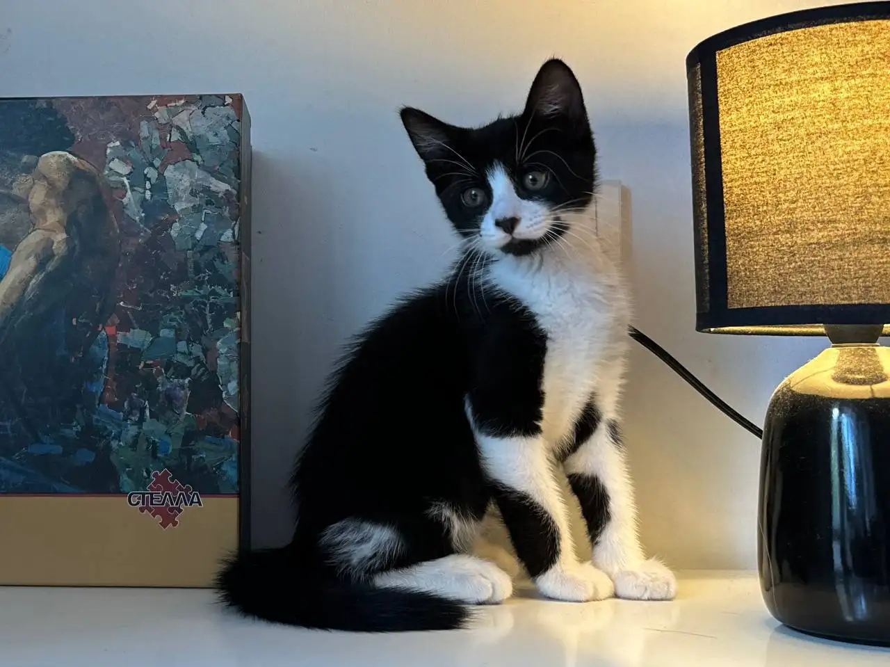 Отдам котят в добрые руки - Кошки (Животные) в Краснодар