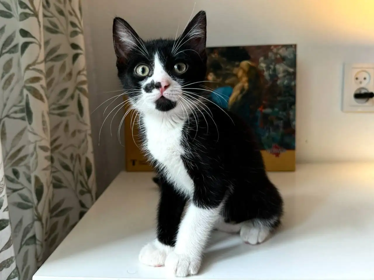 Отдам котят в добрые руки - Кошки (Животные) в Краснодар