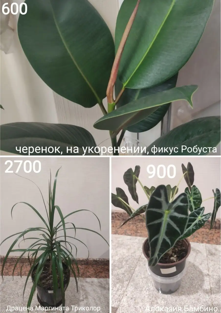 Продажа комнатных растений из коллекции - Растения (Для дома и дачи) в Краснодар