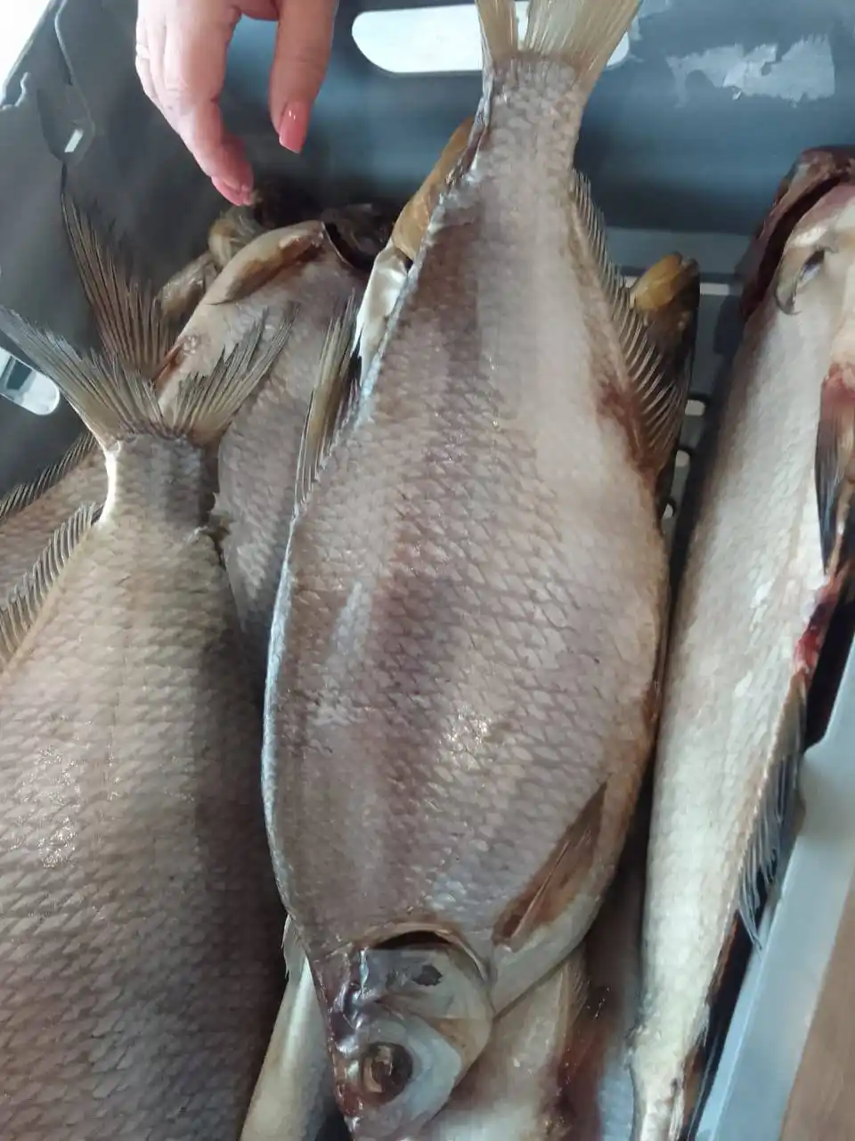 Цимлянский Лещ — вяленый деликатес с Дона