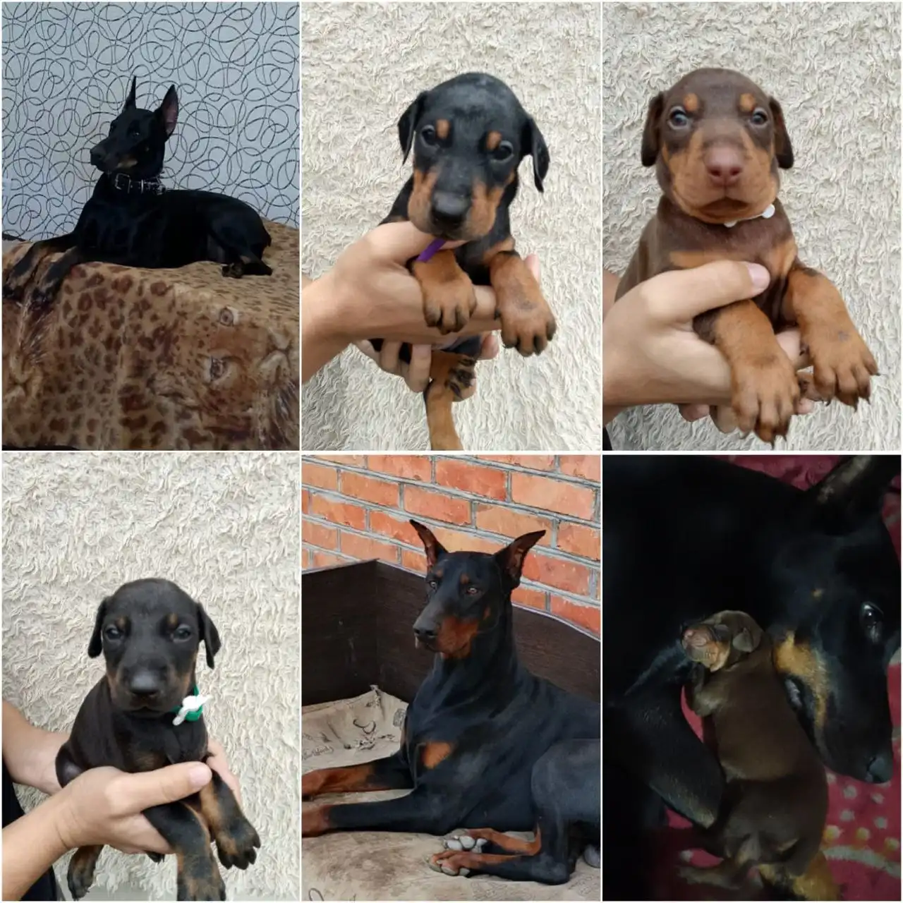 Щенки добермана в продаже