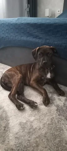 Отдам собаку в добрые руки - Собаки в Краснодар