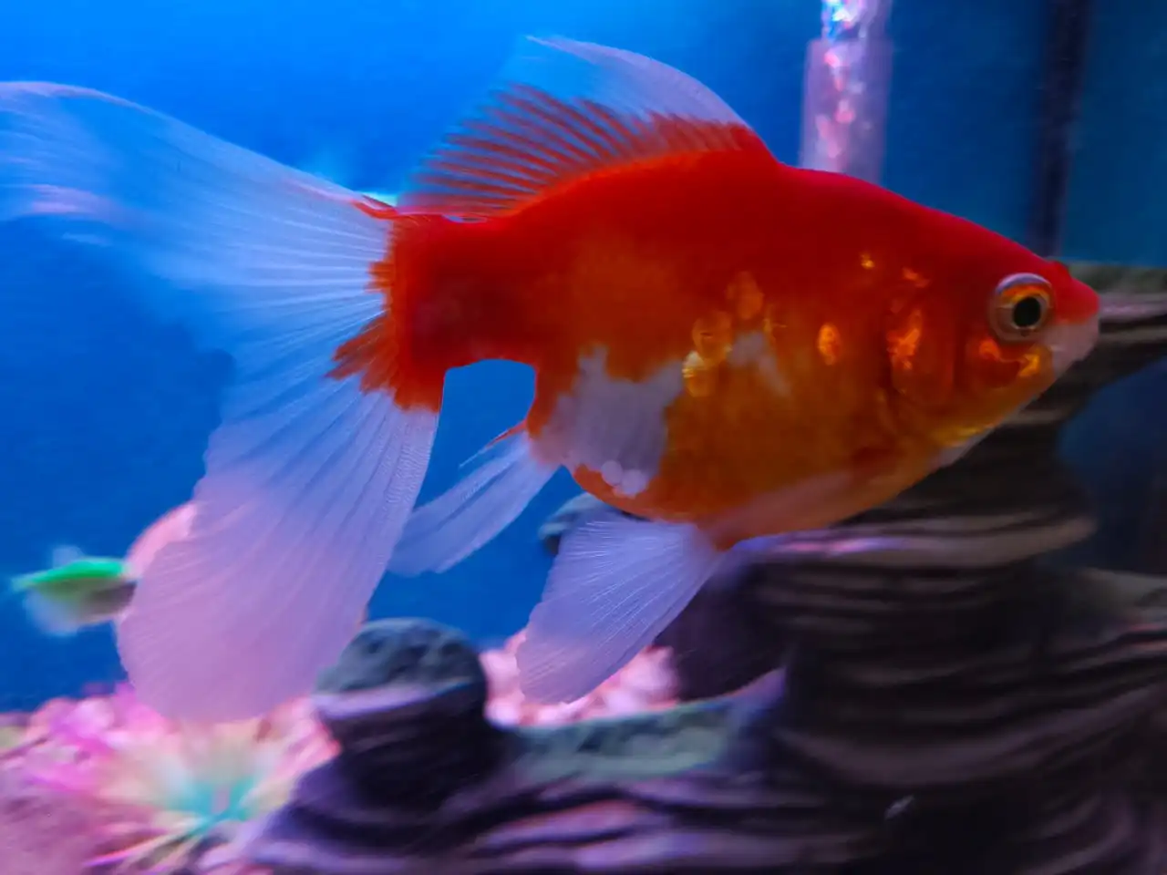 Большая золотая рыбка 15 см