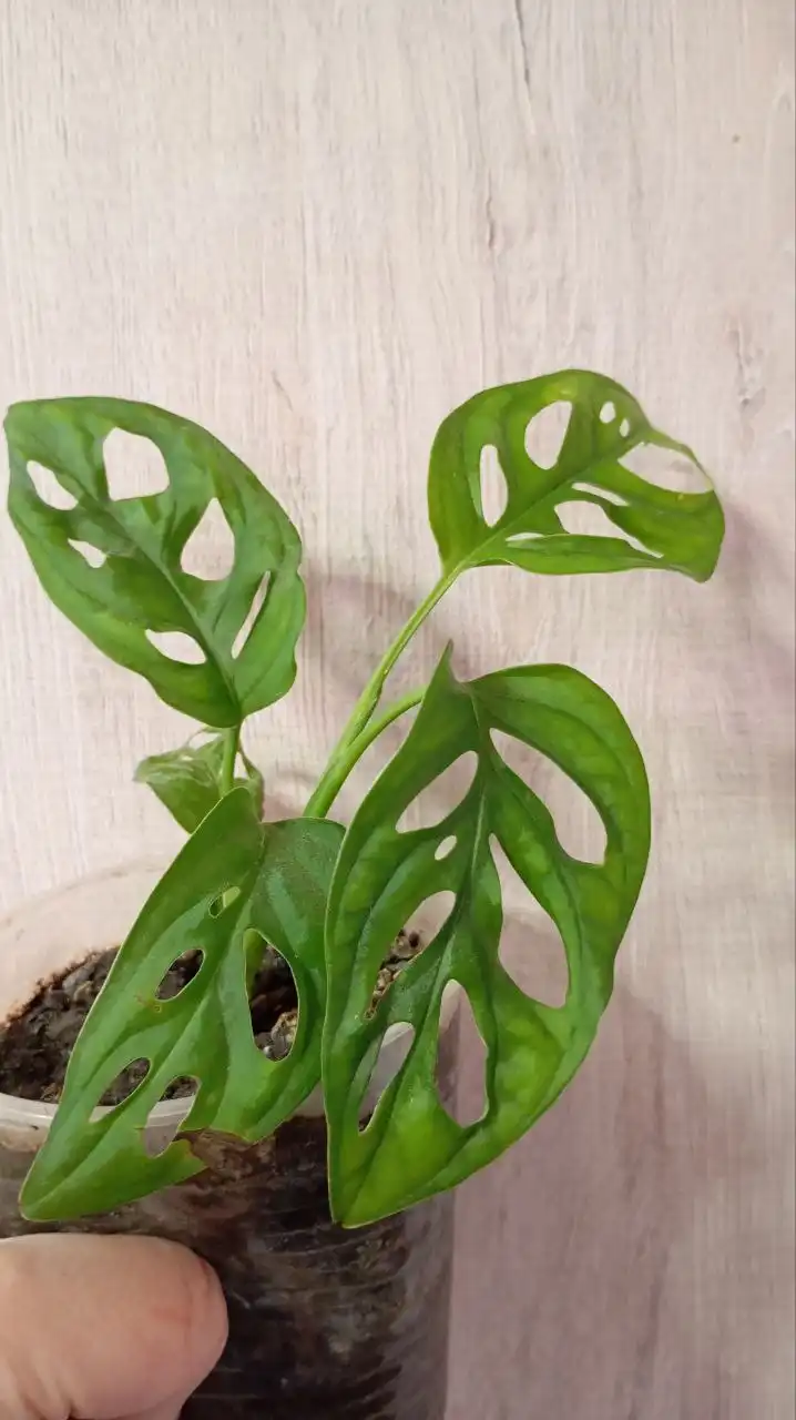 Продается Монстера Манки Лиф