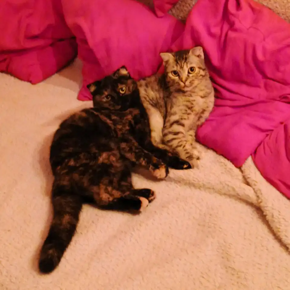 Отдам в добрые руки двух любвеобильных сестричек - Животные в Краснодар