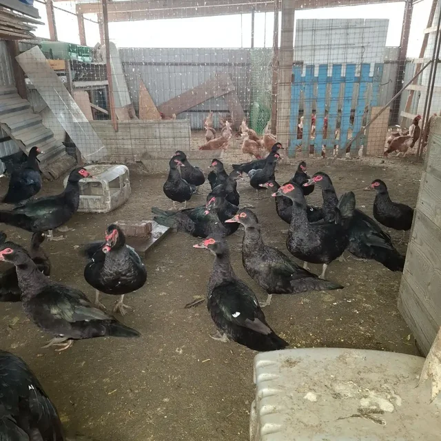 Продажа мускусных уток изумрудного цвета - Кошки в Краснодар