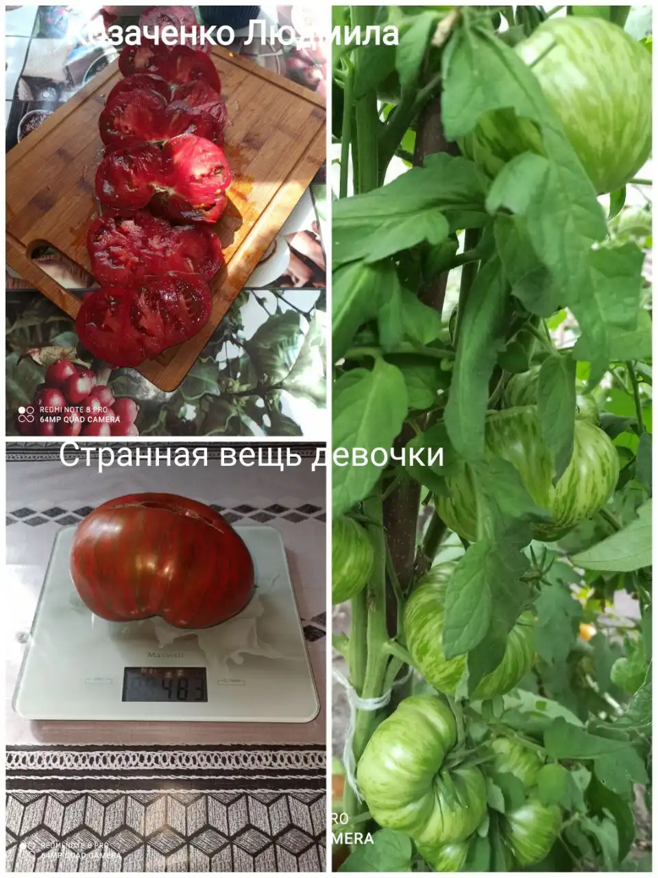 Коллекционные сорта томатов и перца