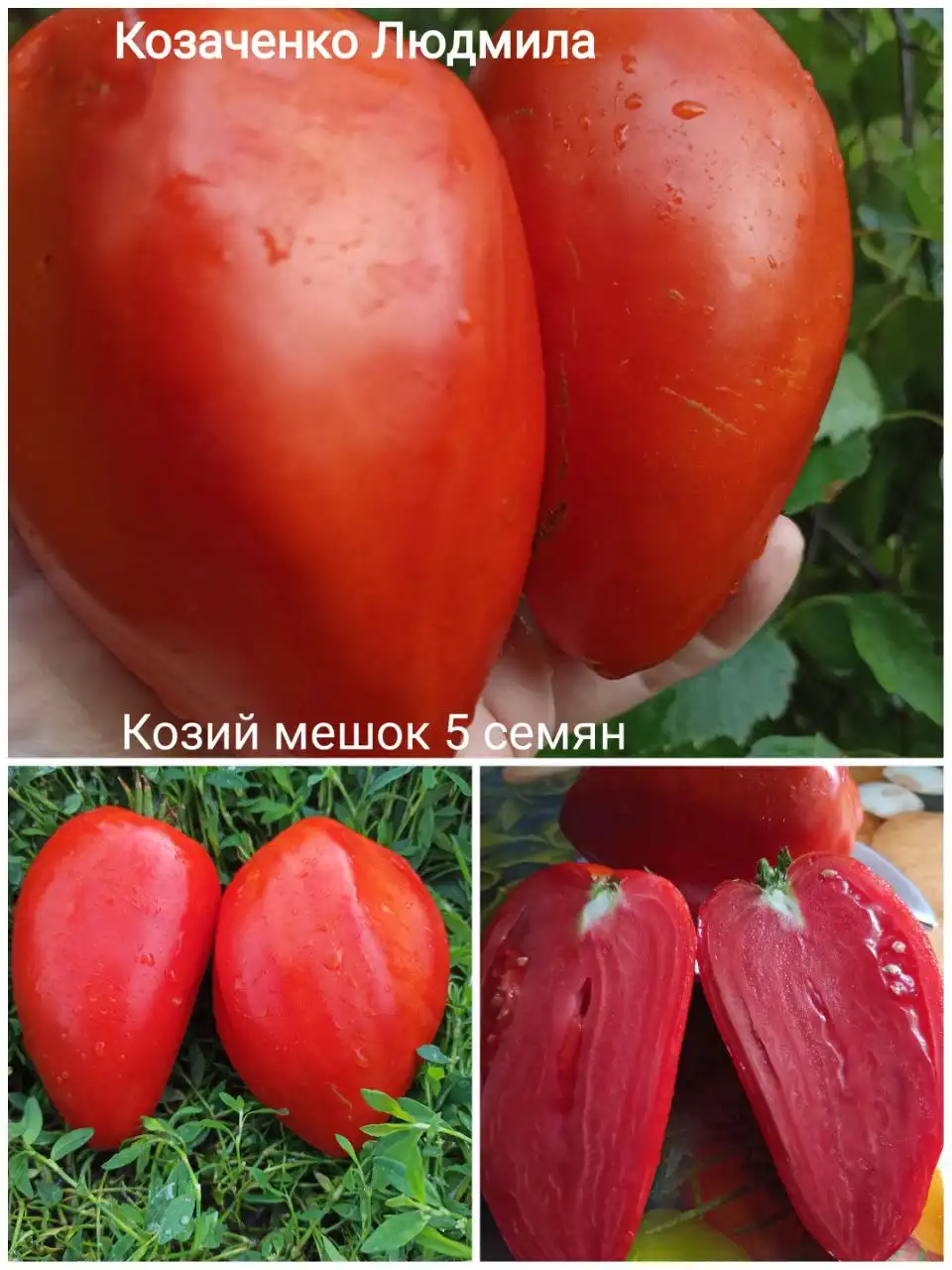 Коллекционные сорта томатов и перца