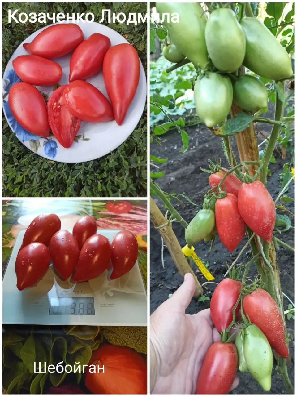 Коллекционные сорта томатов и перца