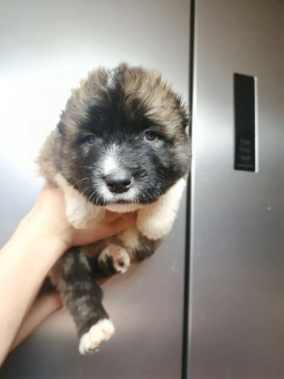 Щенки кавказской овчарки - Животные в Хворостянский район