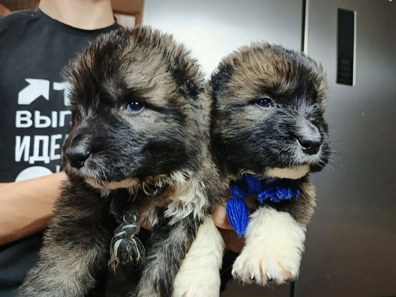 Щенки кавказской овчарки - Животные в Хворостянский район