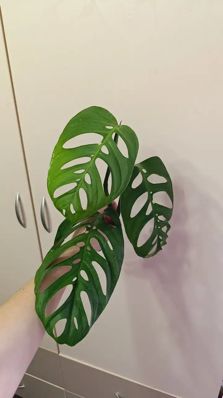 Продажа макушки монстеры экскелеты