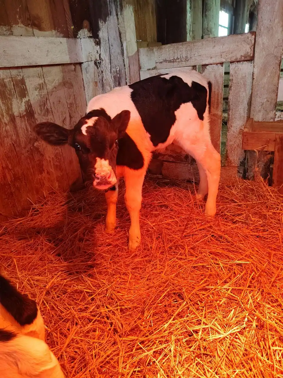 Продажа бычков в Самаре