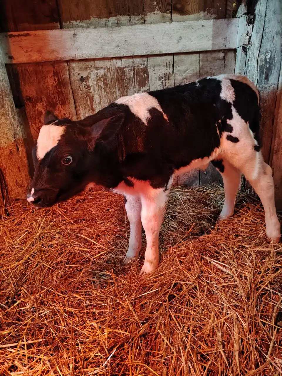 Продажа бычков в Самаре