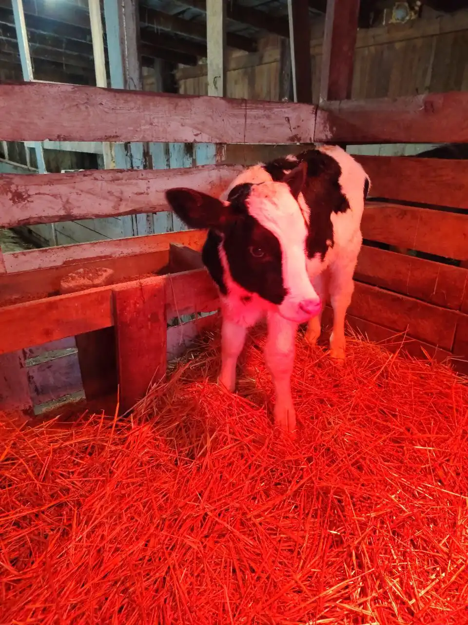 Продажа бычков в Самаре