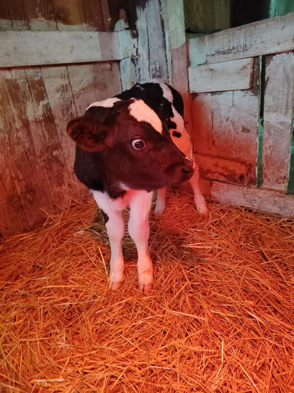 Продажа бычков в Самаре