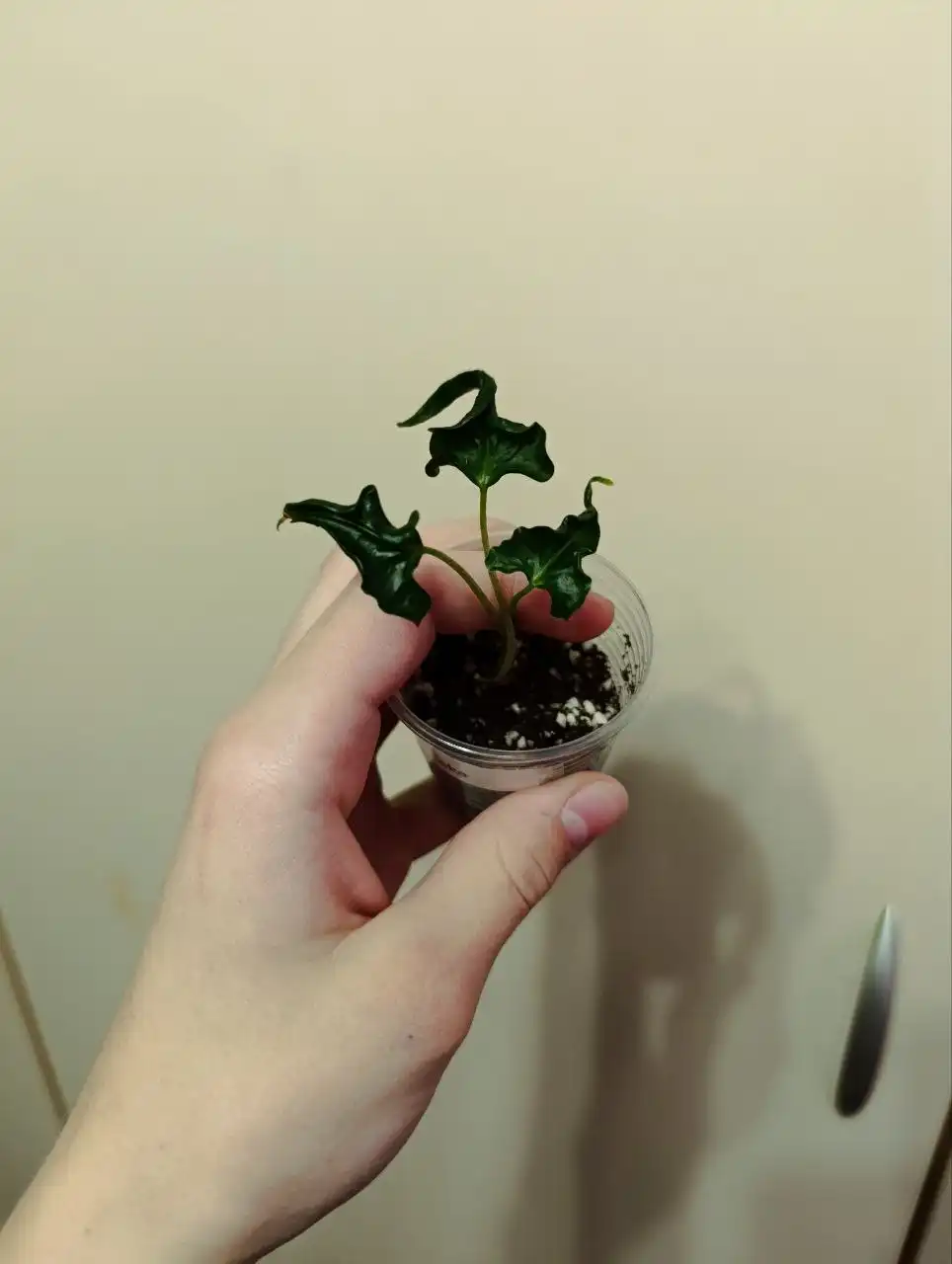 Продажа алоказии Локо