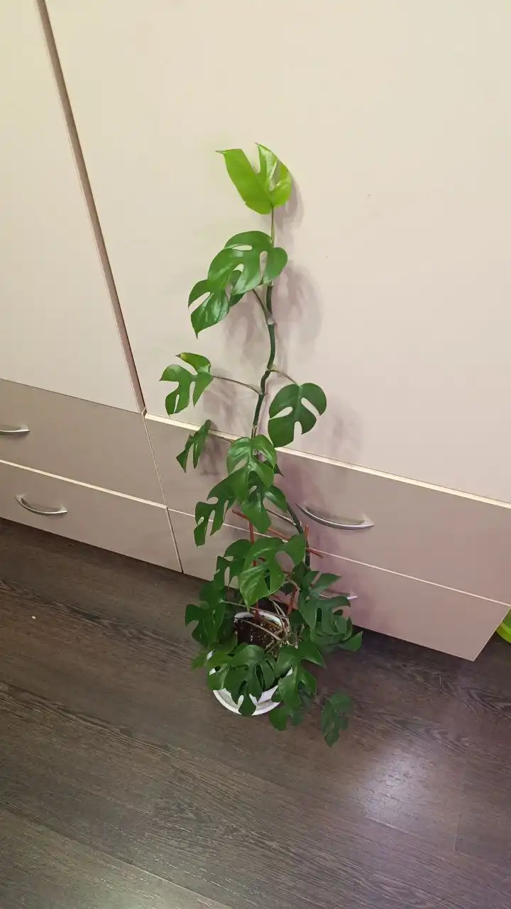 Продам монстеру минима 100 см от пола