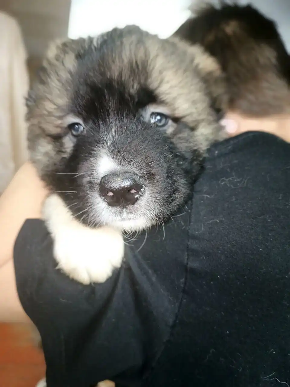 Щенки кавказской овчарки - Собаки (Животные) в Хворостянский район