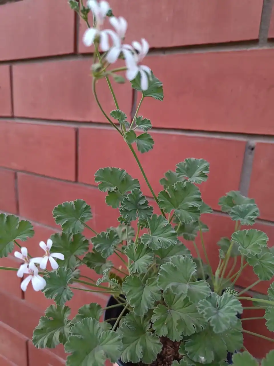 Продажа укорененных черенков и кустиков душистых пеларгоний в Тольятти