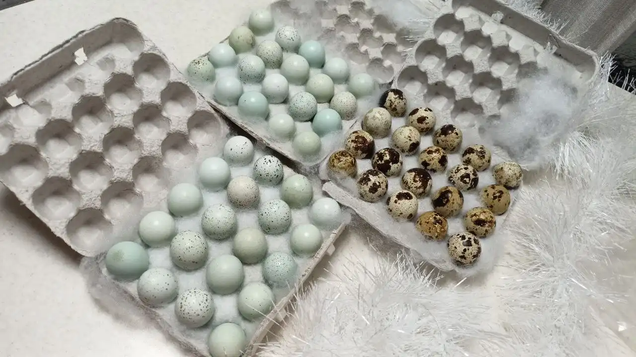 Инкубационные яйца перепелов Селадон и Белый гигант
