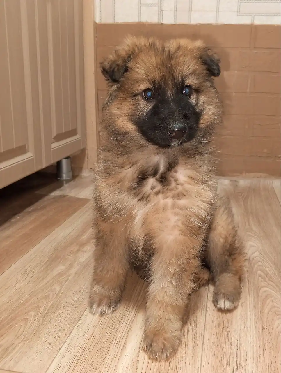 Поиск дома для очаровательной девочки-щенка