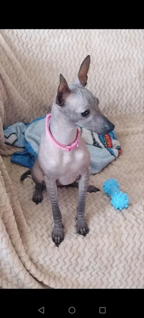 Щенок породы Ксолоитцкуинтли - Животные в Новокуйбышевск