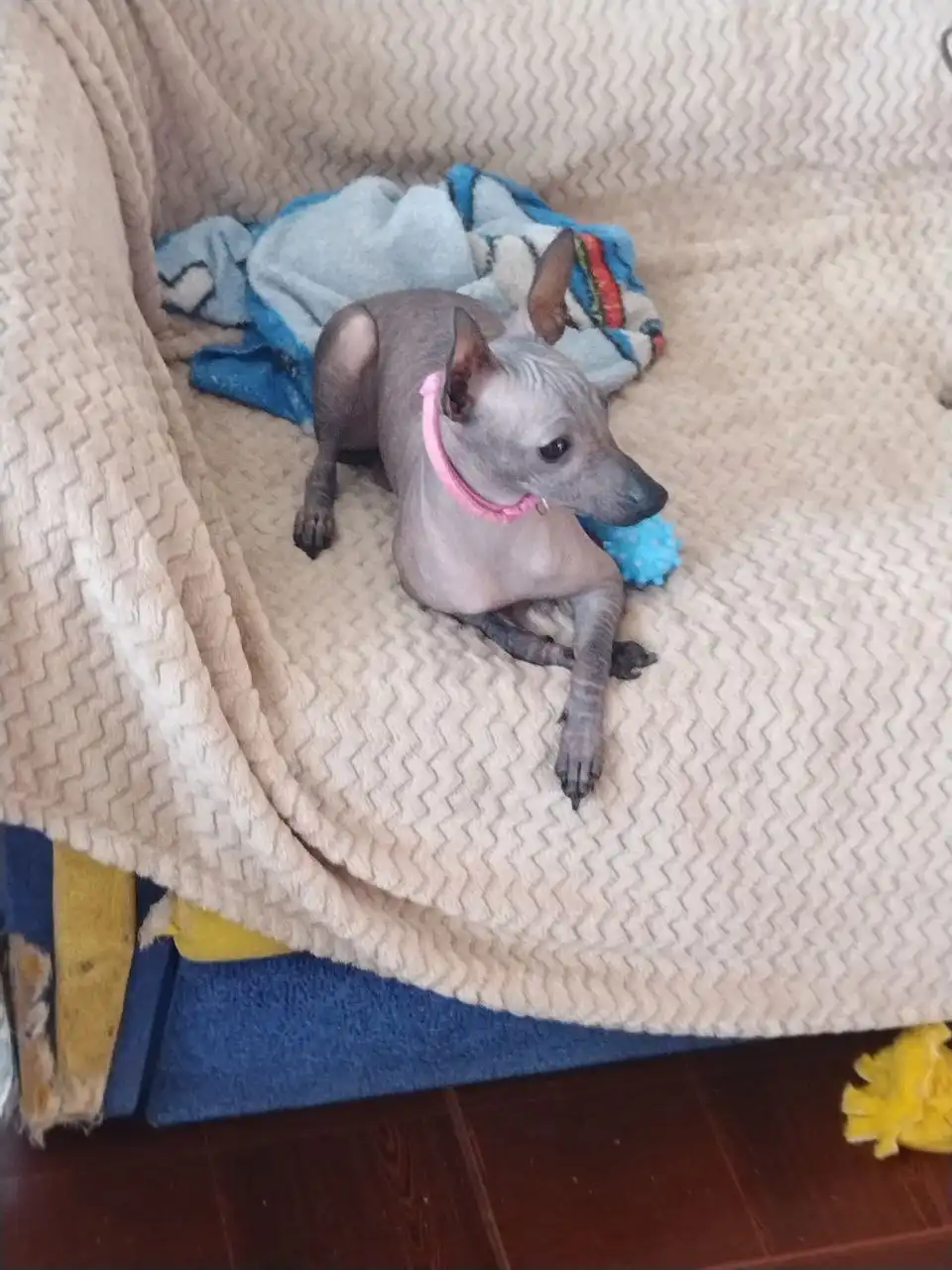 Щенок породы Ксолоитцкуинтли