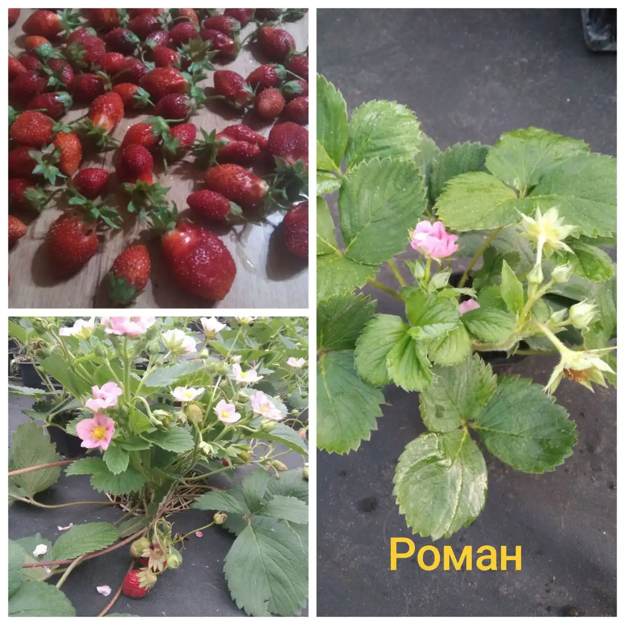 Питомник саженцев клубники сорта Роман - Сад и огород (Хобби и отдых) в Ульяновск