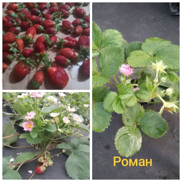 Питомник саженцев клубники сорта Роман - Хобби и отдых в Ульяновск