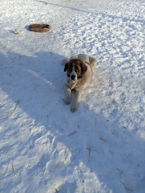 Бесплатный породистый пёс в Самаре - Животные в Самара