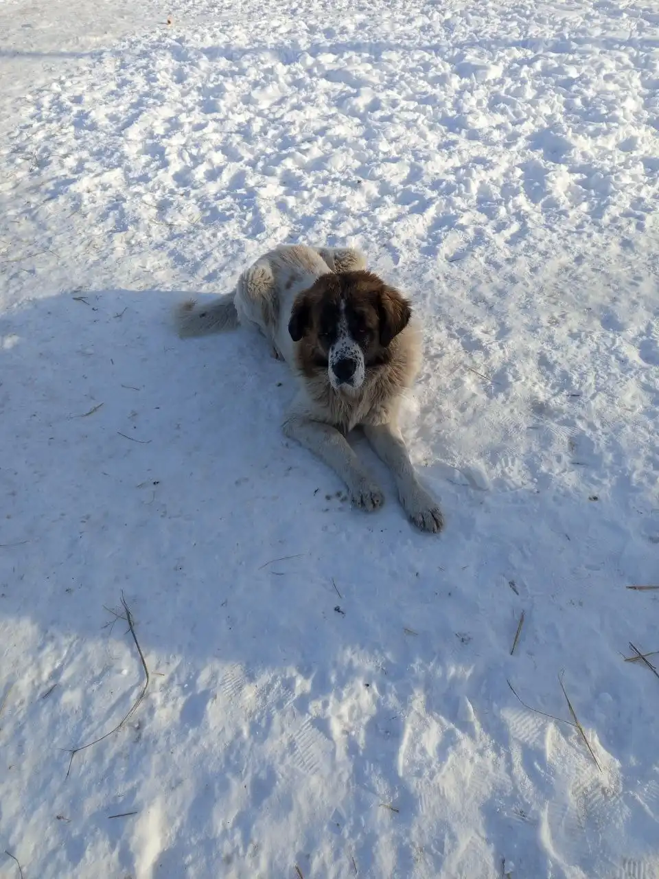 Бесплатный породистый пёс в Самаре - Собаки (Животные) в Самара