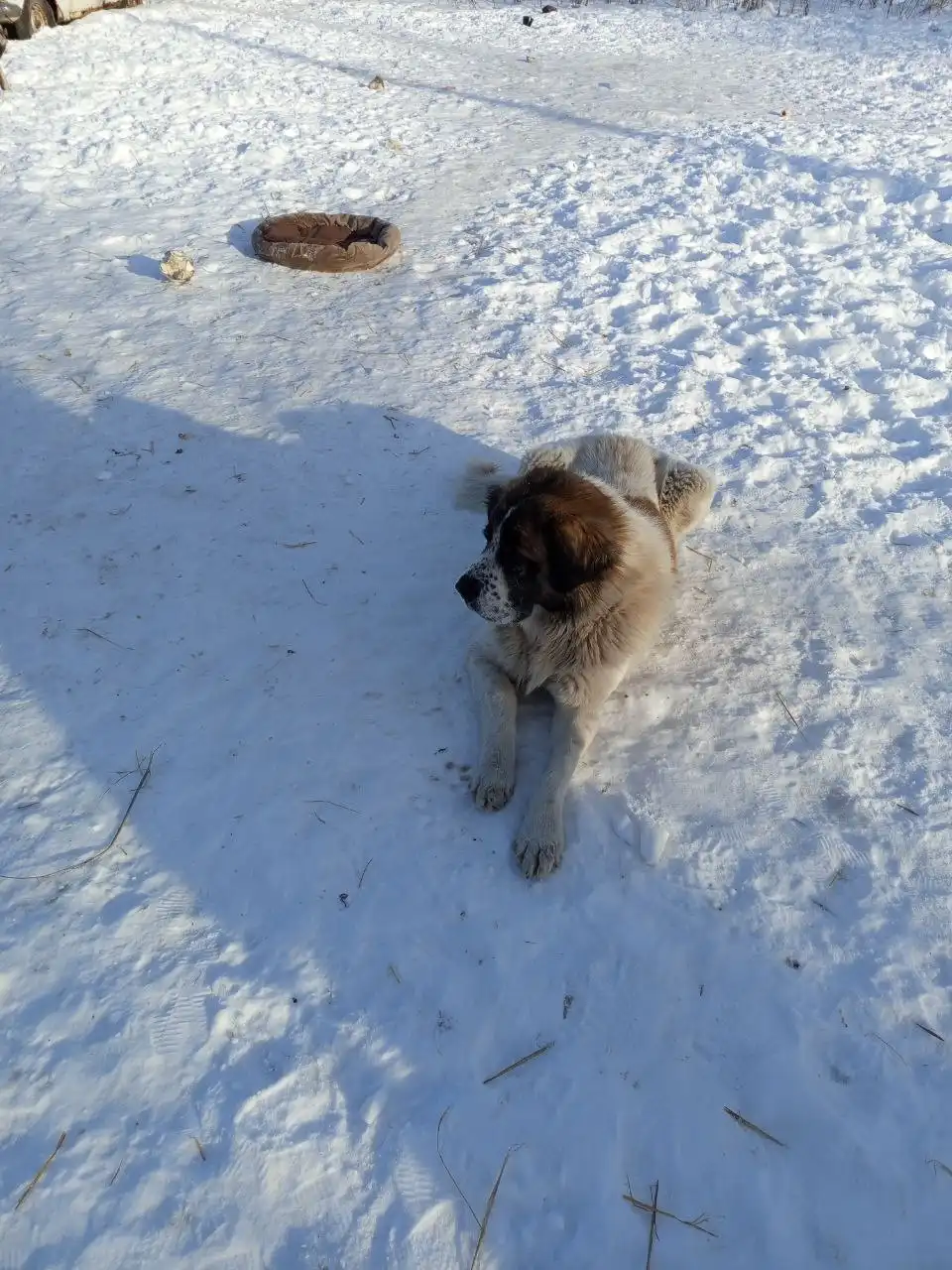 Бесплатный породистый пёс в Самаре - Собаки (Животные) в Самара
