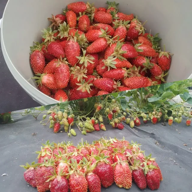 Саженцы земклуники Купчиха от питомника - Хобби и отдых в Ульяновск