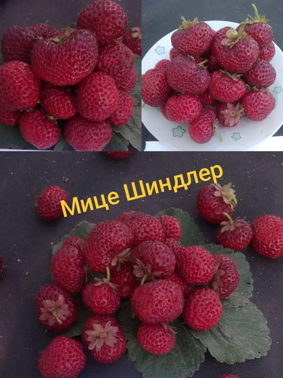 Саженцы клубники сорта Мице Шиндлер - Садоводство (Хобби и отдых) в Ульяновск