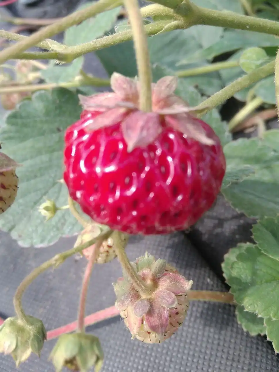 Саженцы клубники сорта Мице Шиндлер - Садоводство (Хобби и отдых) в Ульяновск