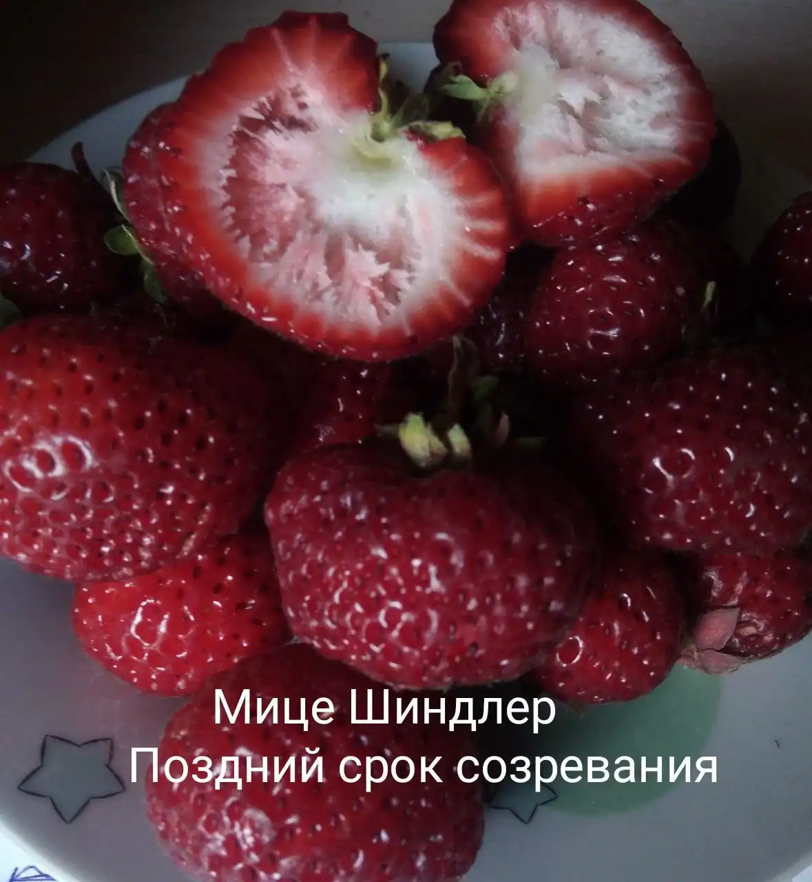 Саженцы клубники сорта Мице Шиндлер - Садоводство (Хобби и отдых) в Ульяновск