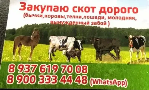 Закупка скота КРС-МРС - Благотворительность в Самара