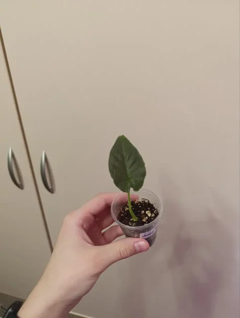 Алоказия Антона вильвет - Велосипеды в Самара