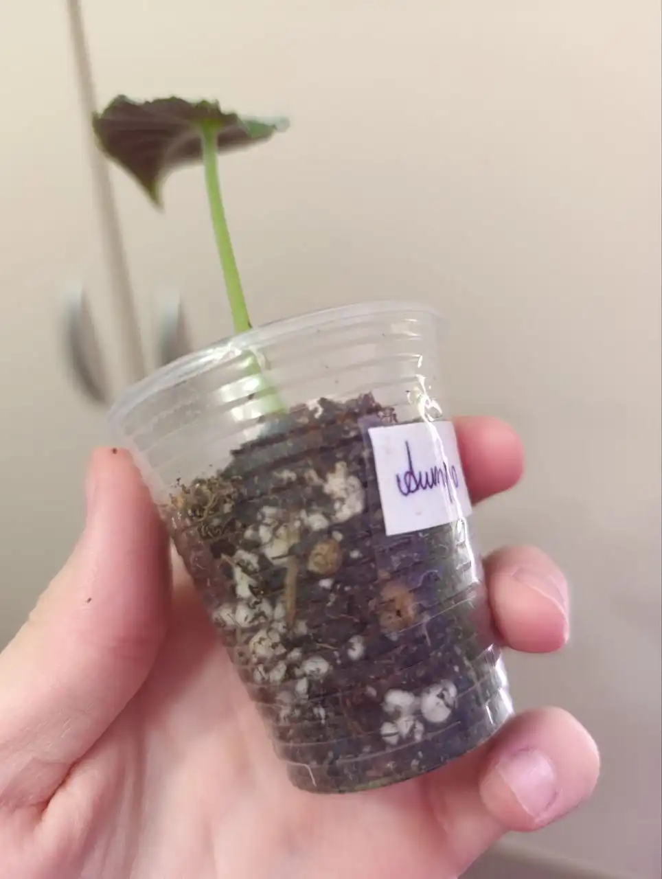 Алоказия Антона вильвет - Растения (Хобби и отдых) в Самара