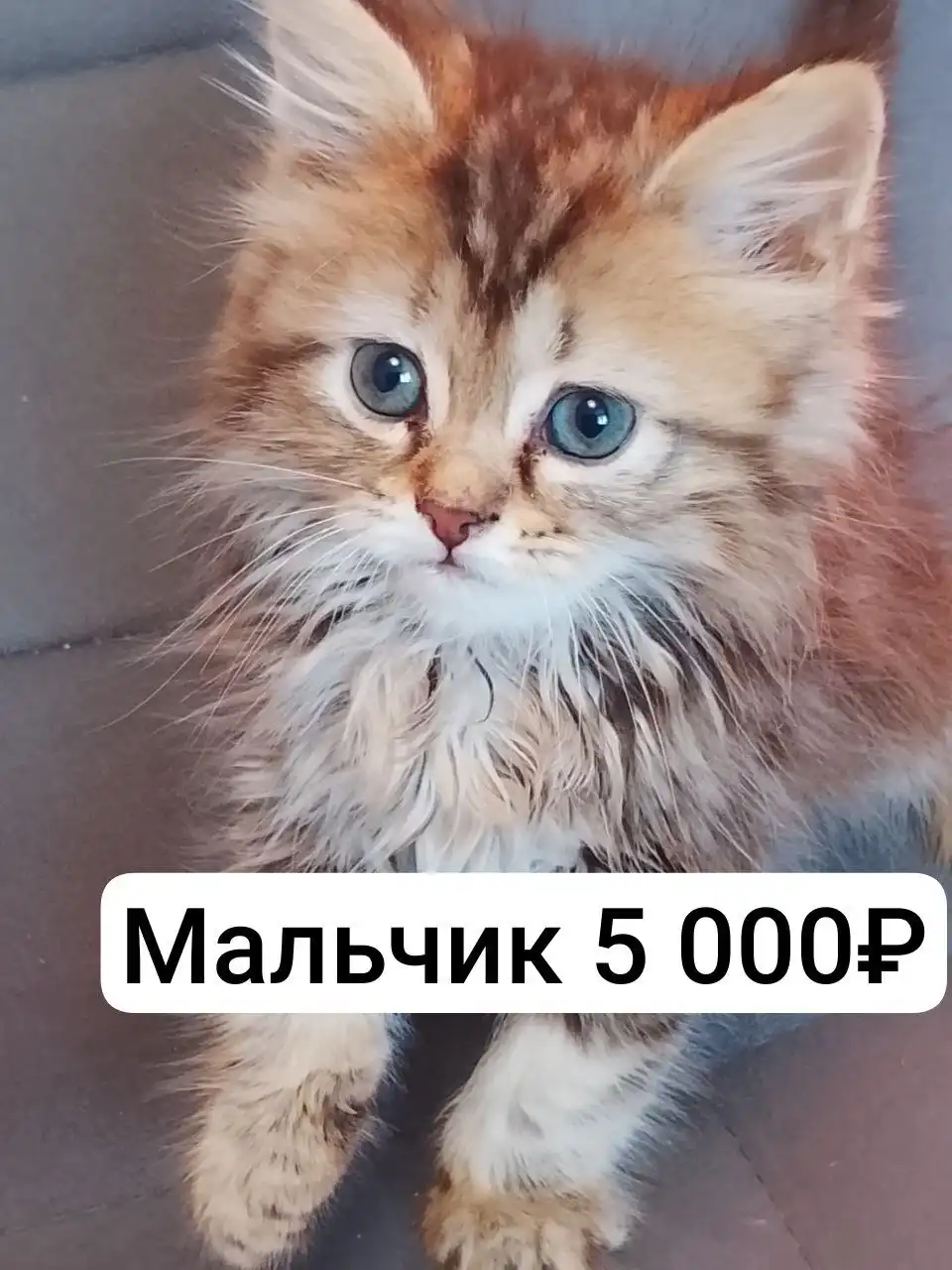 Продажа автомобиля Honda Accord 2007 года - Легковые автомобили (Авто) в Самара