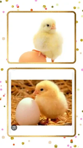 Продажа цыплят и индюшат различных пород - Птица в Курумоч