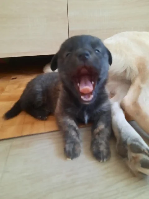 Щенок в поиске любящих хозяев - Благотворительность в Самара